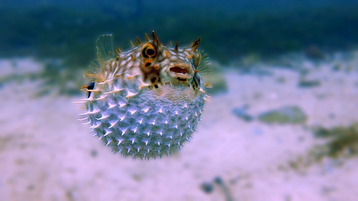 Preventing the pufferfish effect: Tips for managing change